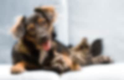 Pet Supermarket The Online Shop for Cat Dog Wellbeing
